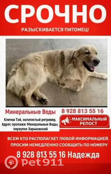 Пропал собака, Минеральные Воды, Ставропольский край - пепельно-рыжий золотистый ретривер - photo