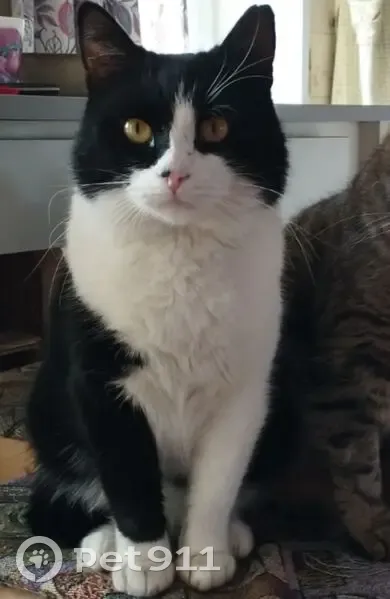 Пропал кот, улица Чехова, Балахна - короткий хвост и белые задние лапы - photo