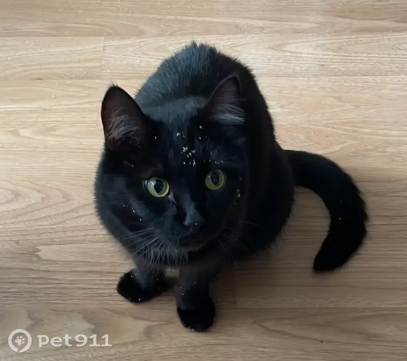 Пропал кот, Комсомольская улица, 57, Калтан - чёрный - photo