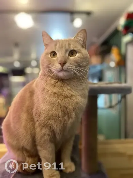 Пропал кот, улица Газинура Гафиатуллина, 40, Бугульма - песочные глаза и кривые задние лапы - photo