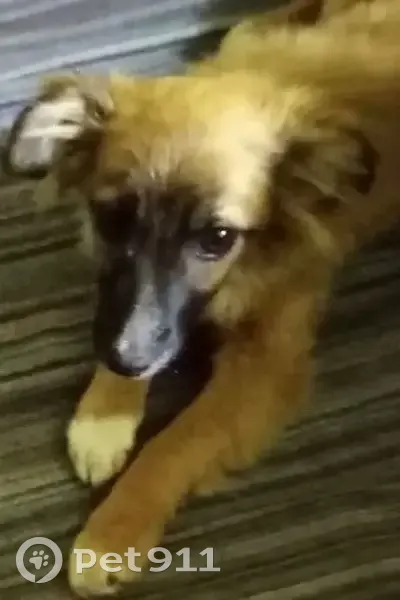 Пропала собака, девочка, Таганрогская улица, 134, Ростов-на-Дону - рыжий окрас, красно-оранжевый ошейник - photo