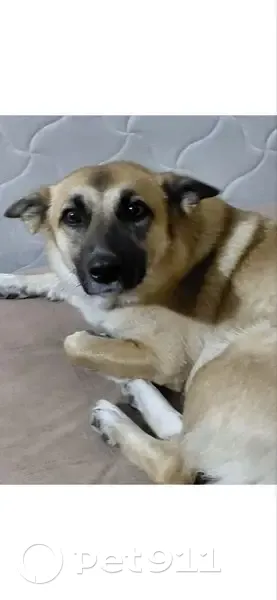 Пропала собака, женский пол, улица Лермонтова, 22, Челябинск - photo