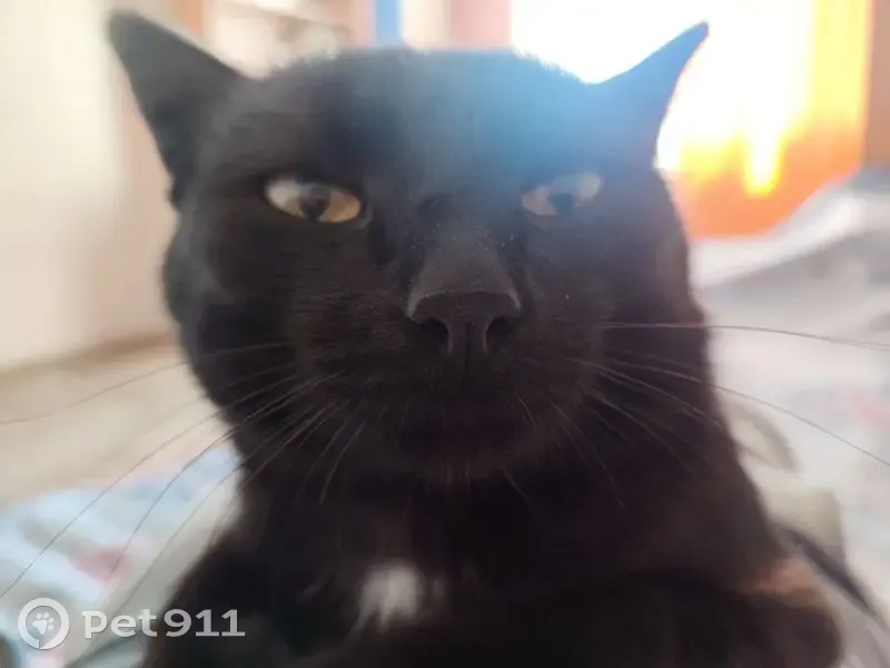 Пропал кот, Майская улица, Улан-Удэ - белый 