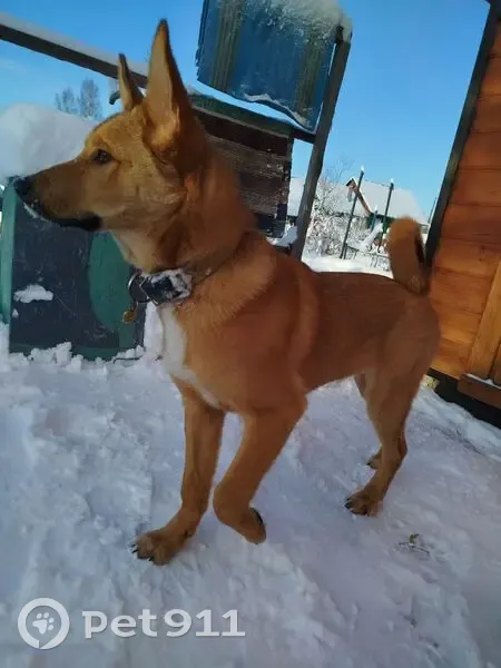 Пропала собака, Тракторная улица, 20, Линда - рыжий с белым на грудке - photo
