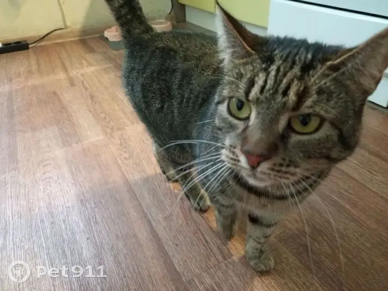 Пропала кошка, проспект Маршала Жукова, 43 к1, Санкт-Петербург - серая полосатая и немного пятнистая - photo