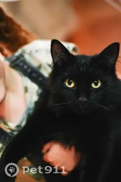 Пропал кот, улица 1-я Линия, Кемерово - чёрный и пушистый, серый ошейник - photo