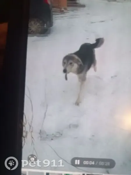 Пропала собака, улица Маркина, 71, Астрахань - чёрный белый - photo