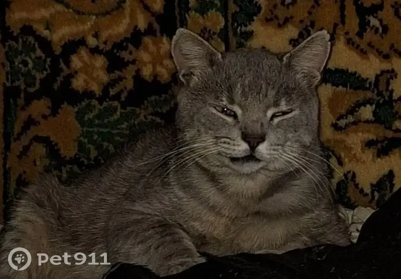 Пропал кот, улица 50 лет Октября, 4/7, городской округ Курск - серый, отзывается на кличку Гром - photo