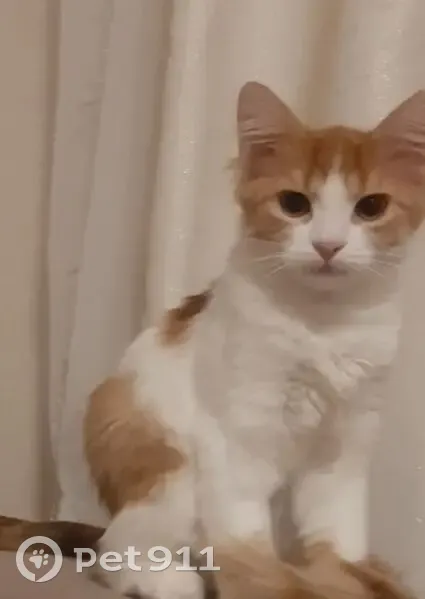 Пропал кот, Беговая улица, 19, Воронеж - бело-рыжий, 4 месяца - photo