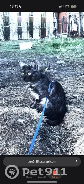 Пропал кот, улица Подстаницкого, 16, Мурманск - пепельно-чёрный дымчатый окрас - photo