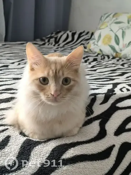 Пропал кот, Краснодонская улица, 12, Курган - по кличке Симба - photo