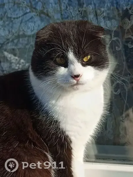 Пропал кот, Славянск-на-Кубани - окрас чёрно-белый, вислоухий - photo