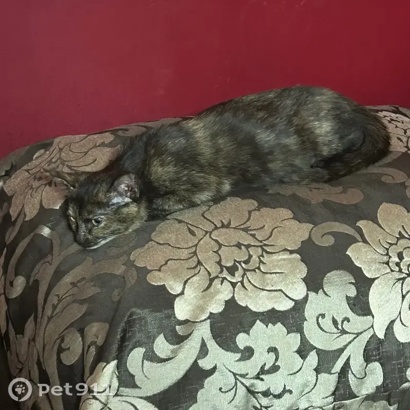 Пропала кошка, улица 40 лет Октября, 10, Галич - очень ласковая - photo