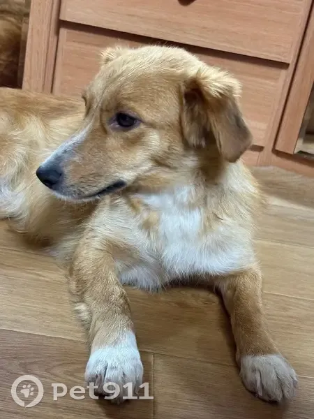 Пропала собака, улица Мичмана Павлова, Чебоксары - рыженькая с белой грудкой и красным ошейником - photo