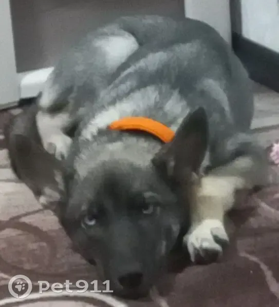 Пропала собака, женский пол, улица Диксона, 11, Норильск - photo