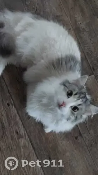 Пропал кот, улица Добролюбова, 27, Уфа - белый пушистый с серым хвостом - photo