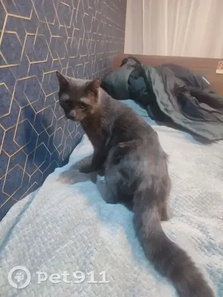 Найден кот, Южноуральская улица, Челябинск - серый, громко мяукал - photo