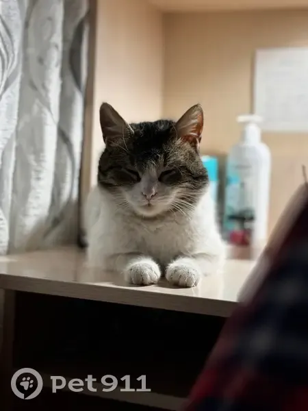 Пропала кошка, Урожайный проезд, 69, городской округ Тольятти - photo