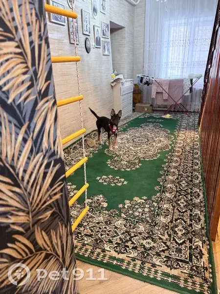 Пропала собака, женский пол, улица Александра Фадеева, 55, Чебоксары - черно-серая, очень игривая - photo