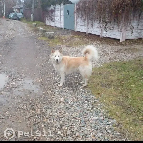 Пропал собака, 1-я Первомайская улица, 10, Иваново - рыжо-белый окрас - photo