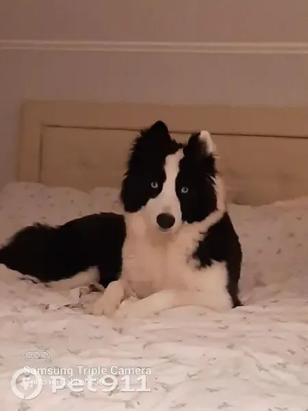 Пропала собака, Глебовское сельское поселение, Ярославская область - молодая и пугливая - photo