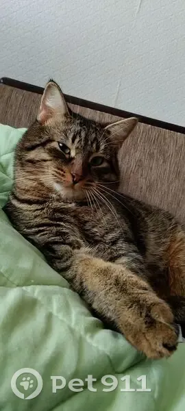 Пропал кот, Октябрьская улица, Арамиль - тигровый окрас, шрам на носу - photo