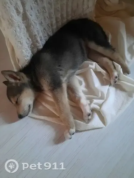 Найдена собака, женский пол, улица Рогожина, Тобольск - photo