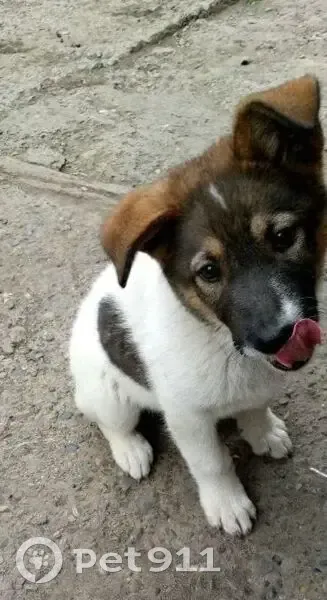 Пропала собака, улица Водянникова, 55, Красноярск - девочка, 8 месяцев, без ошейника - photo