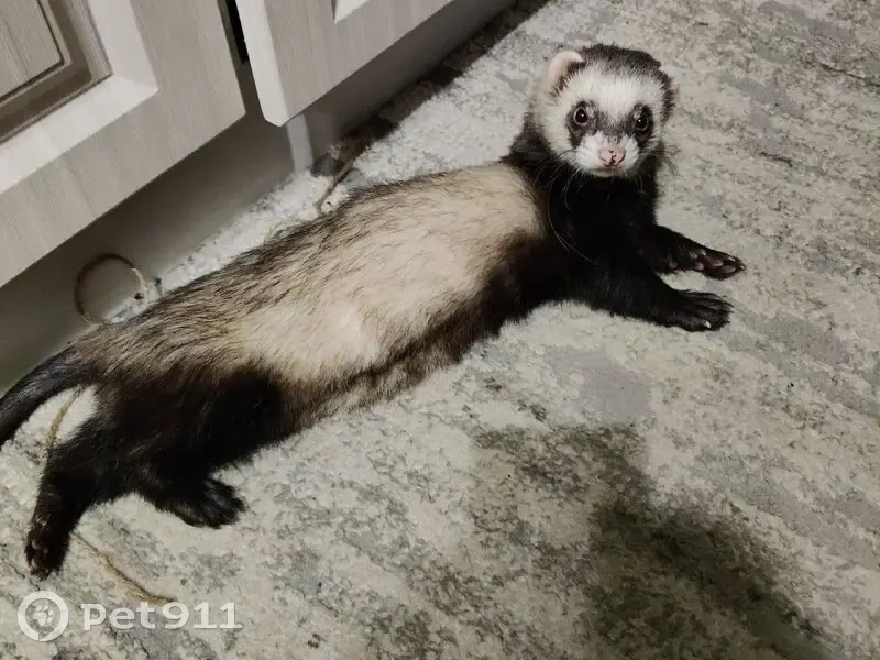 Пропал хорек, мужской, Кольцовская улица, Павловск - коричнево-серый окрас, ручной - photo