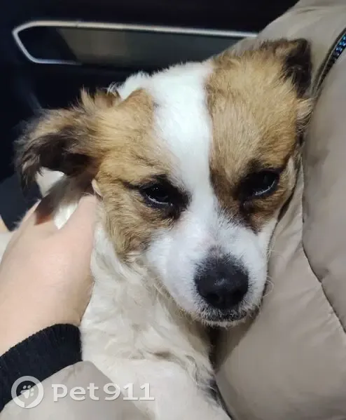 Найдена собака, Мирная улица, 11, Псков - ошейник с колокольчиком - photo