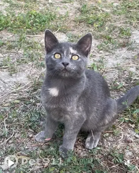 Пропала кошка, улица Луначарского, Новороссийск - серый окрас с рыжими пятнами - photo