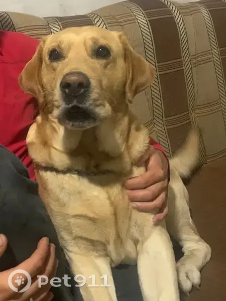 Пропал собака, Московская улица, 424/1, Супонево - лабрадор палевого цвета - photo