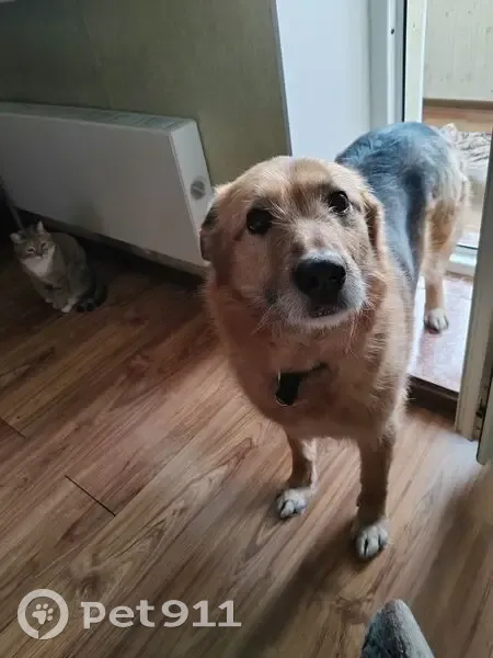 Пропала собака, Русско-Полянский тракт, Троицкое - дворняга с биркой - photo