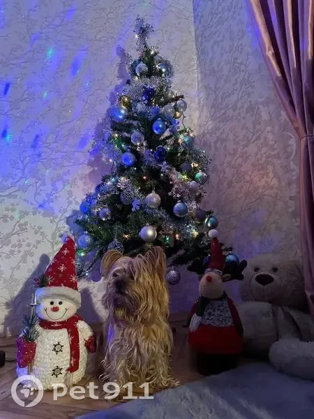 Пропал собака, Новочеркасский проспект, 45 к1, Санкт-Петербург - с ошейником, откликается на имя - photo