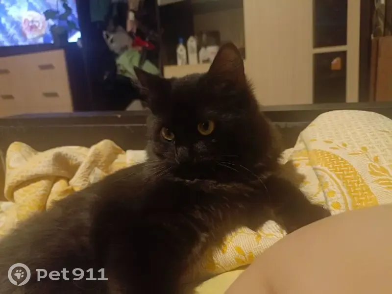 Пропал кот, улица Рылеева, 74, городской округ Тамбов - черный с седыми вкраплениями - photo