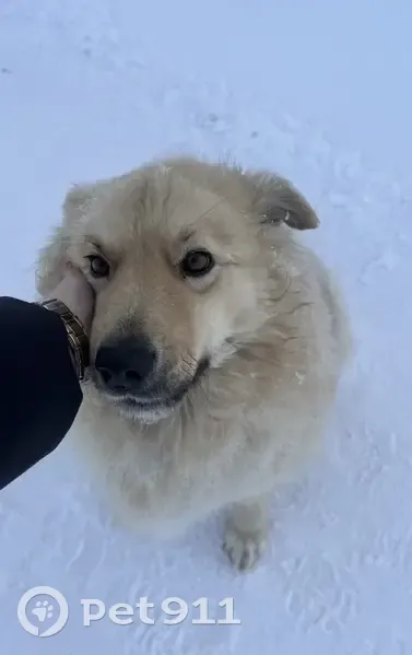 Пропала собака, женский пол, площадь Нефтяников, Нижневартовск - photo