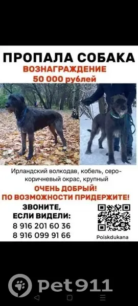 Пропал собака, Профсоюзная улица, 109 к2, Москва - очень большой - photo