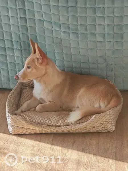 Пропала собака, мужской, Новосибирск, Новосибирская область - ненавидит автомобили - photo