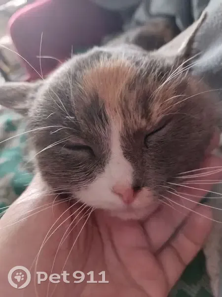 Найдена кошка, 1-я Вокзальная улица, 68/32, Ярославль - примерный возраст 2 года - photo