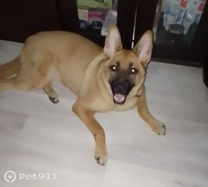 Пропала собака, Дзержинск, Нижегородская область - рыжая девочка, помесь овчарки - photo