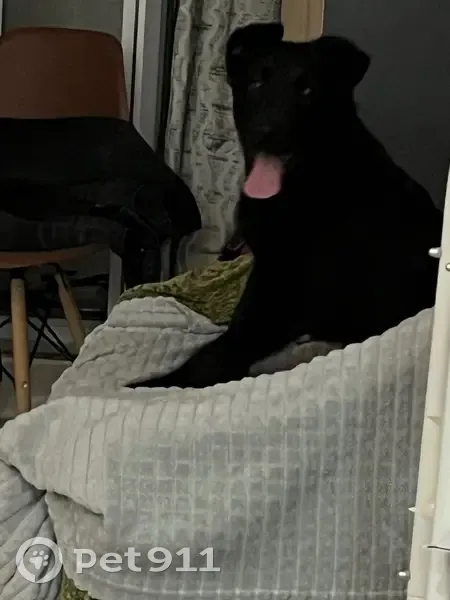 Найден собака, мужской, улица Будённого, Краснодар - ухоженный, когти короткие - photo