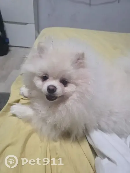 Пропал собака, улица Розы Землячки, 12, Соликамск - беленький, вес 6 кг - photo