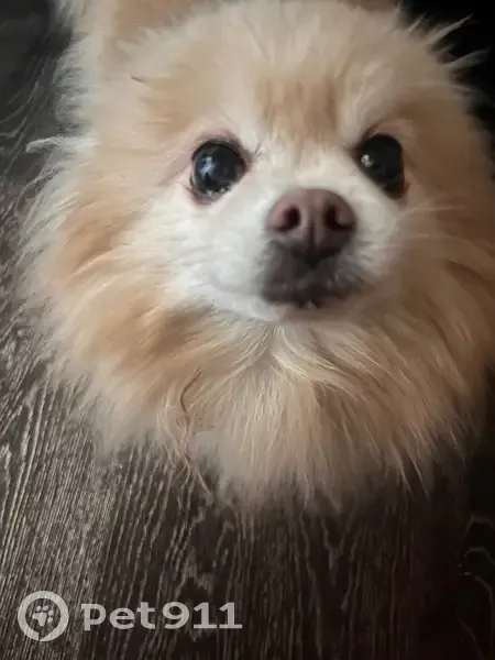 Пропала собака, улица Севрюкова, 53, Ставрополь - женская, клеймо на пузе - photo