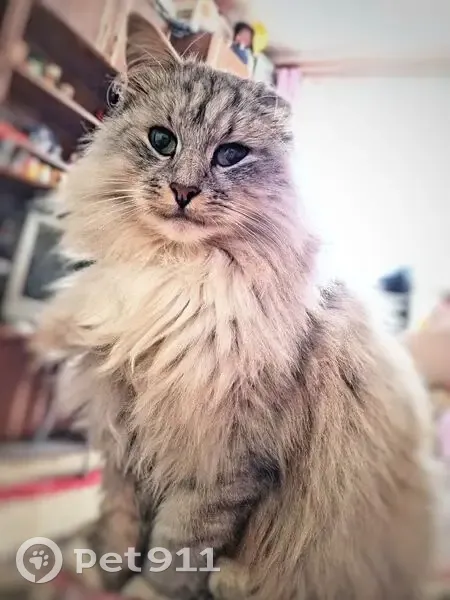 Пропала кошка, улица Карла Маркса, 74, Торопец - стерилизованная с одним ухом - photo