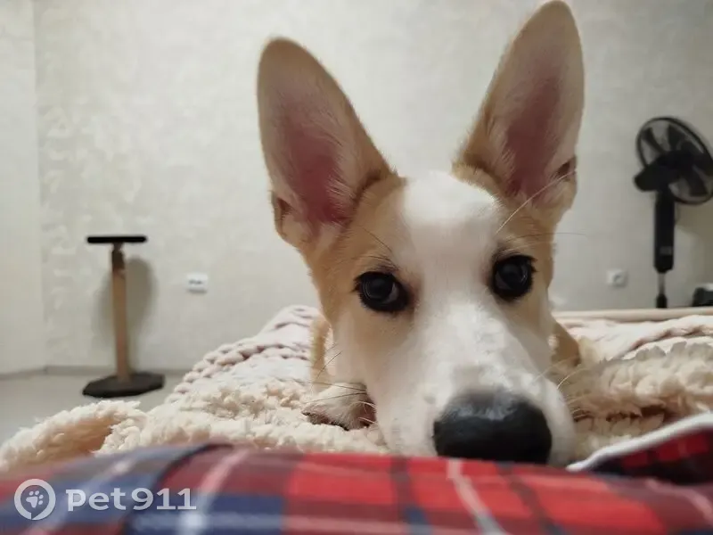 Найден собака, улица Куйбышева, 4, Тамбов - бело-рыжий с черным градиентом - photo