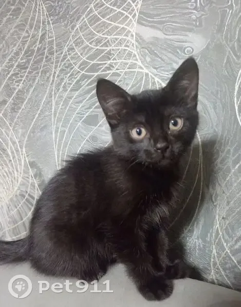 Пропала кошка, улица Олега Кошевого, 11, Реж - чёрный котёнок с белыми пятнами - photo