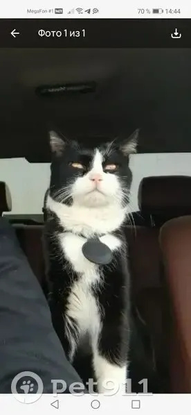 Пропал кот, улица Александра Сококова, Михайловск - не кастрирован, не ходил по улицам - photo