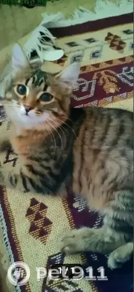 Пропала кошка, Саранск, Мордовия - полосатая с черепаховым окрасом - photo