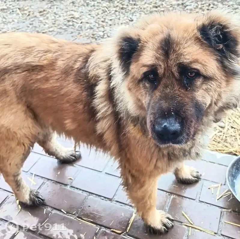 Найден собака, Елизаветинская, пушистый и красивый - photo