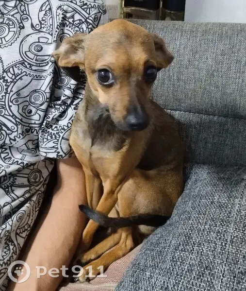 Пропала собака, проспект Энгельса, 149 к3, Санкт-Петербург - окрас коричнево-рыжий - photo